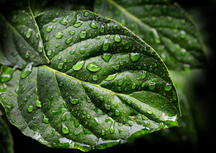 雨滴落在树叶上