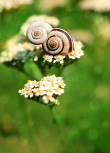 蜗牛在第二只蜗牛上休息