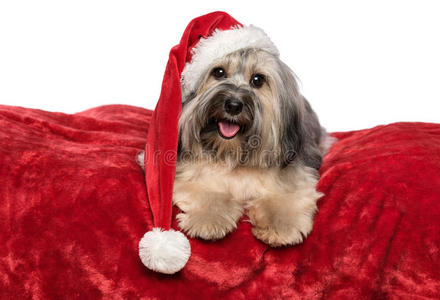 带圣诞帽的圣诞狗躺在红毯子上