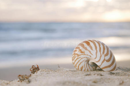 海滩日出和热带海域的鹦鹉螺贝壳