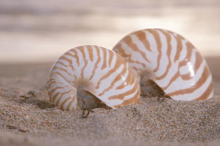鹦鹉螺 海滩 海湾 美丽的 公司 自然 夏天 遥远的 沙丘