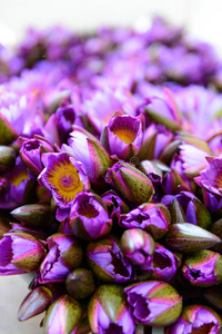 一束紫莲花。