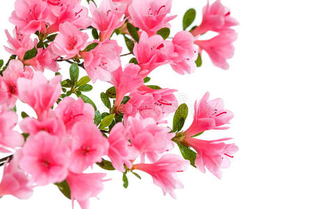 粉红色杜鹃花图片-粉红色杜鹃花素材-粉红色杜鹃花插画-摄图新视界