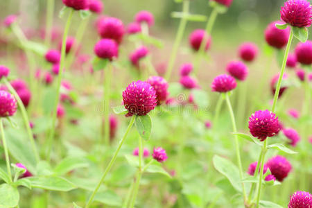 球花苋菜图片