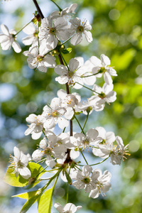 春花白枝