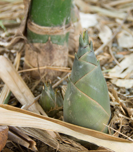 竹笋生长图片