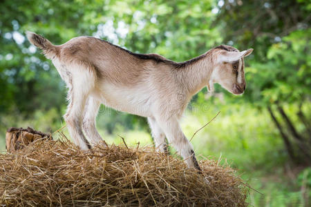 农场小山羊照片