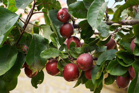 树枝上的红苹果
