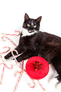 可爱的猫和圣诞礼物