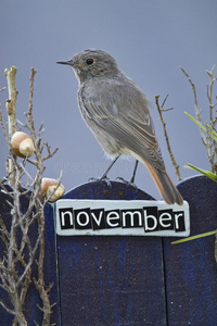 栖息在十一月装饰的篱笆上的鸟图片