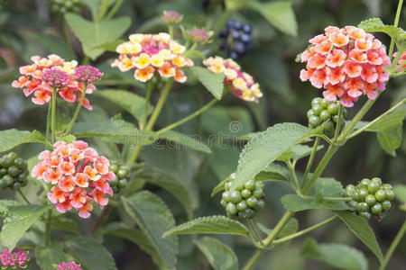 花和叶的旗帜图片