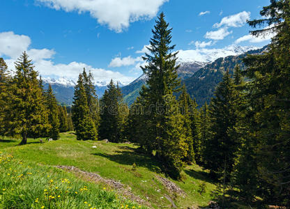 高山景观与黄色蒲公英花