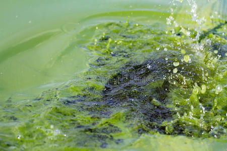 藻类污染水绿色浮渣