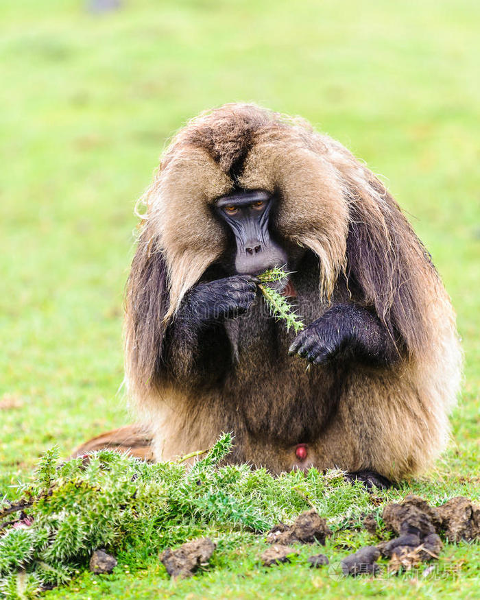 狒狒的肖像照片-正版商用图片0rm9b2-摄图新视界
