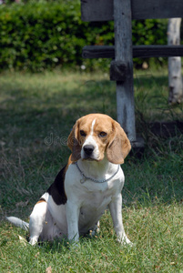 小猎犬