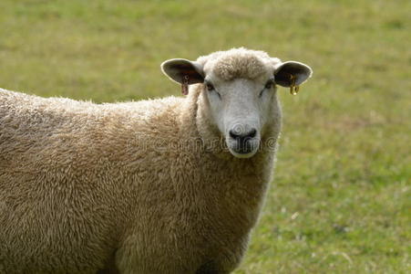 罗姆尼母羊