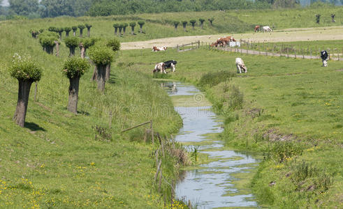 荷兰的牛与自然