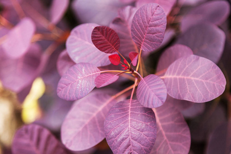 灌木特写植物的紫罗兰叶子照片
