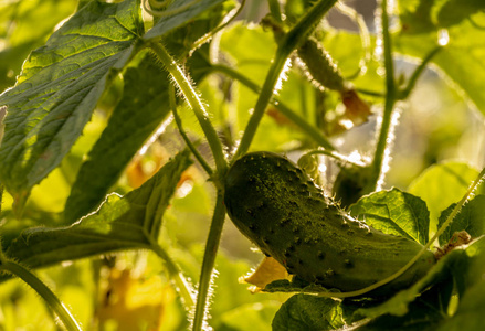 生长在没有硝酸盐和基因修饰的温室中的黄瓜。农业。园艺