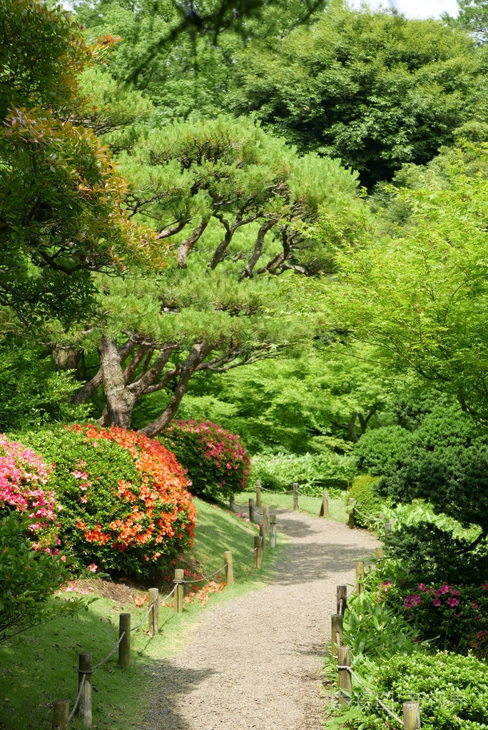 绿树,室外花卉植物,在日本禅宗花园