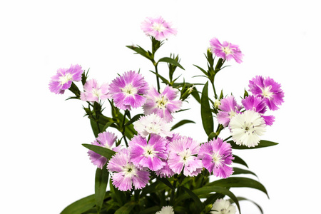 石竹 (中国粉红色) 太白花白色背景上照片