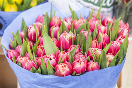 阿姆斯特丹，荷兰在 2016 年 3 月 31 日。红色荷兰郁金香花卉市场放映窗口