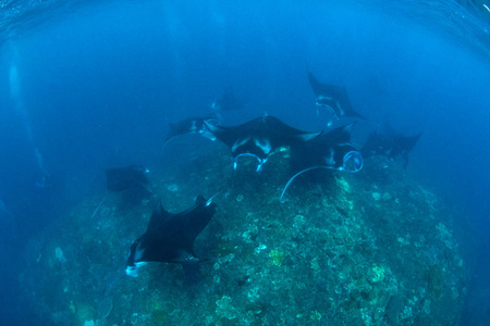 蝠鲼潜水, 浮潜和假日在巴厘岛