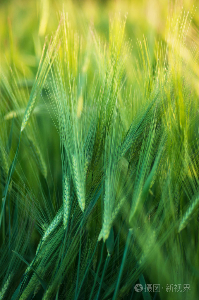 明亮的绿色领域蓬松小穗,绿色的草地,spi 特写