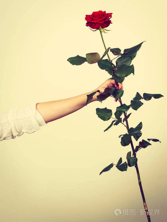 手拿玫瑰花的女人图片图片