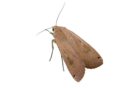 狮身人面像飞蛾图片