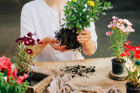 做园艺工作表土气的园丁。在花园里工作，关闭的女人关心 flowerscarnations 手。女人的手。有花的园林工具