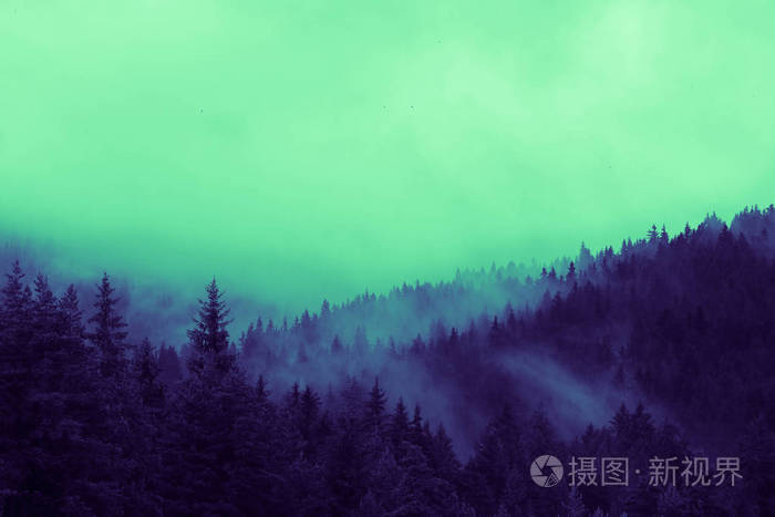 美丽的迷雾神秘山脉 雾云在松树神秘的树林 早晨 欧洲 神秘的高山景观照片 正版商用图片0rmwih 摄图新视界