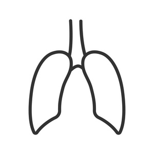 肺线性图标。细线图。矢量孤立的外形图