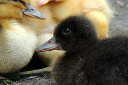 发现生活发现了生活的小鸭子.小鸭照片