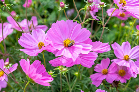 紫罗兰花园宇宙花与蜜蜂图片