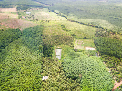 榴梿树果园和橡胶树种植园