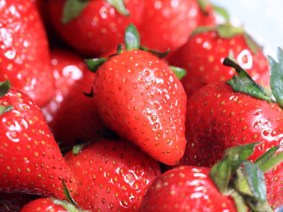 一个美丽成熟的草莓浆果作为一个花园作物的一部分