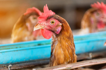 母鸡和蛋鸡在农场, 笼子关闭, 鸡产业, 软的焦点, 高 Iso