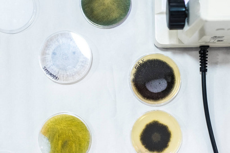 培养皿中细菌的培养