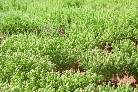 绿色罗勒种植园在夏天