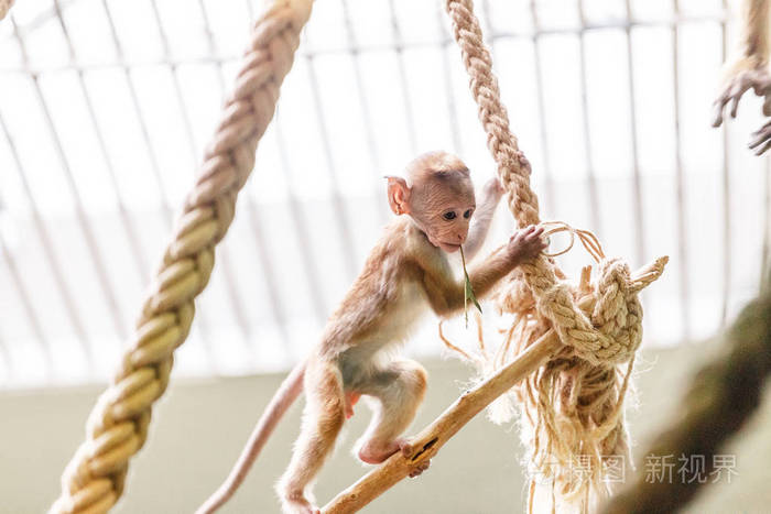 有趣的猴子猕猴在动物园的绳索上玩耍和跳跃