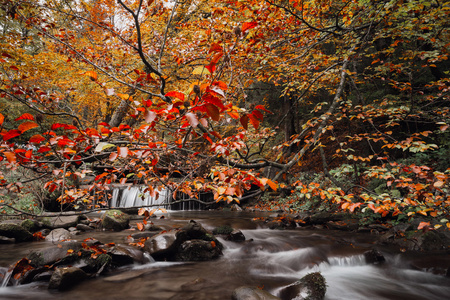 秋天的树林下叶栅的魔术山溪图片