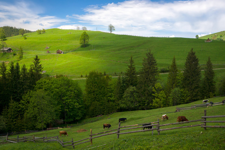 美丽的农村风景在山上。牧场。喀尔巴阡