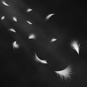 天鹅羽毛图片-天鹅羽毛素材-天鹅羽毛插画-摄图新视界