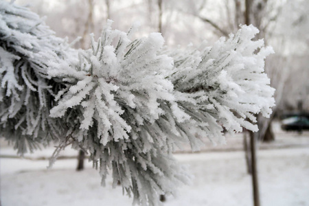 杉木树针上的积雪关闭了图片