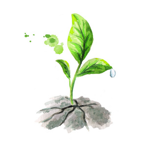 芽休息绿色新芽破土照片