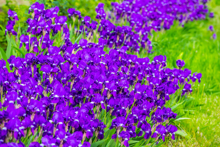 特写堆紫色花朵