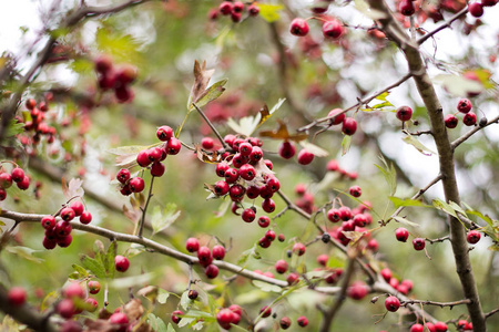 秋香山楂甜浆果挂在树枝上