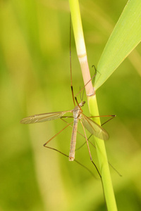 大蚊子在草丛中爬行.他的腿很长.他们叫 caramora照片
