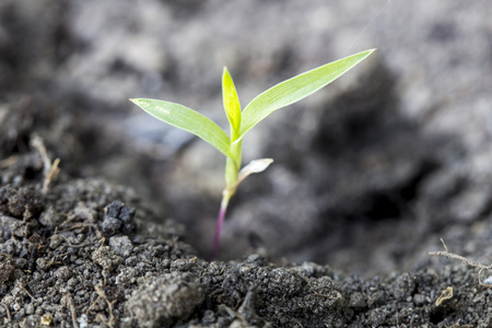 种子萌发生长成森林种子萌发生长到森林中萌胡芦巴椰青树种子萌发绿色